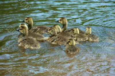 Young gosslings