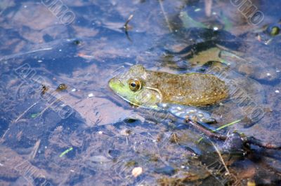 Frog in water