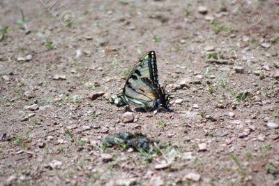 Yellow Butterfly
