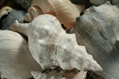 Seashells