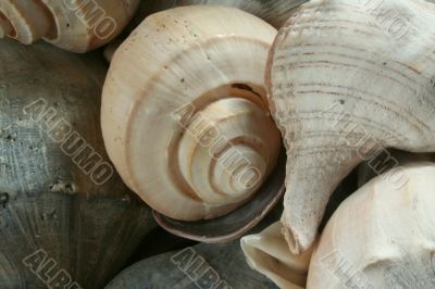 Seashells
