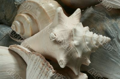 Seashells