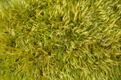 Green Moss