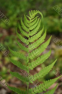 Fern leaf