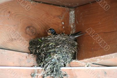 Barnswallow nest