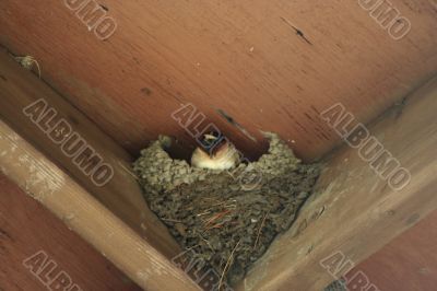 Barnswallow nest