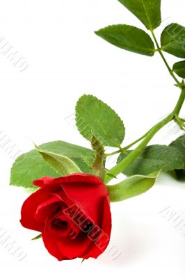 Valentine rose