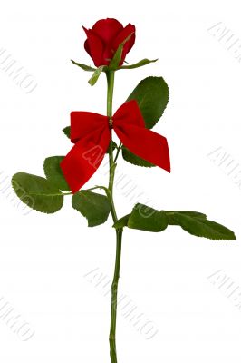 Valentine rose