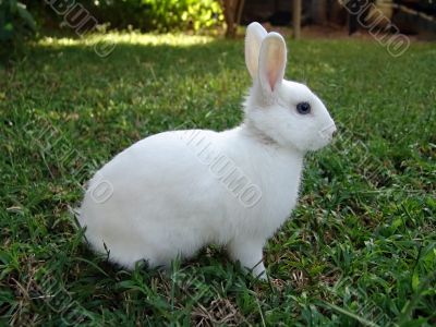 White rabbit