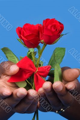 Valentine roses
