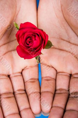 Valentine roses