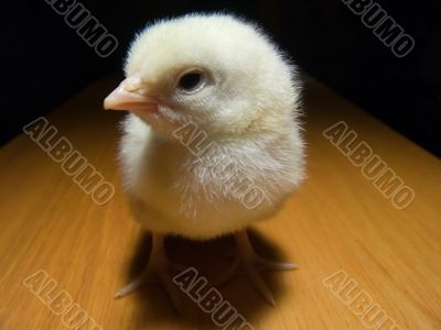 baby chicken