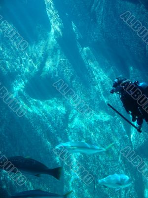 scuba divers