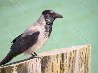 Hooded crow