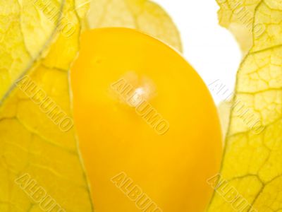 Physalis