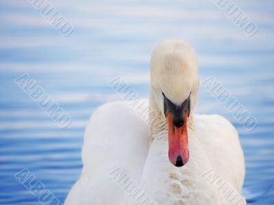 Swan at sunset