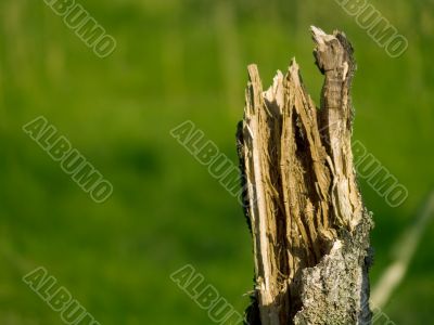 Broken Tree