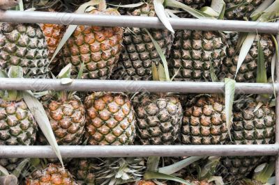 mountain of pineapples