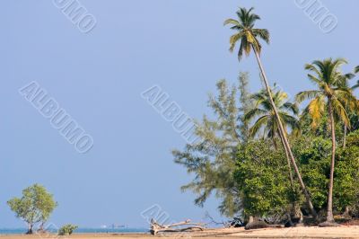 wild island