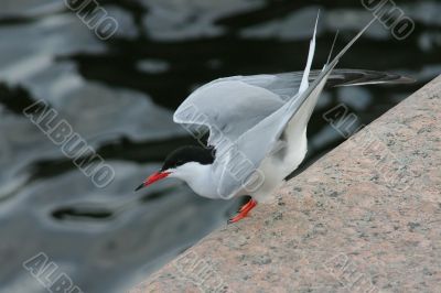 Common tern
