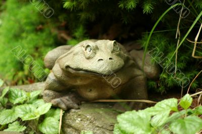 Ornamental Frog
