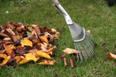 Raking the leaves