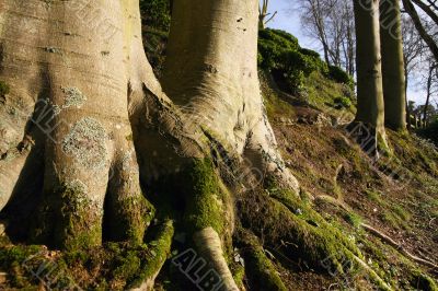 By the roots