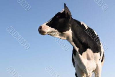 Sideway Cow