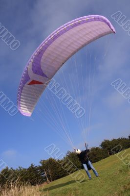 Purple paraglider launching