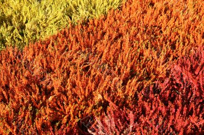 Heather texture