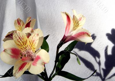Flower at sunshine in morning