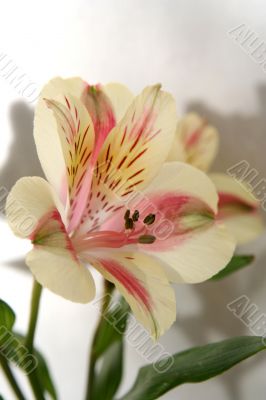 Flower at sunshine in morning