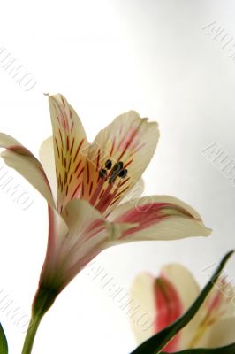 Flower at sunshine in morning
