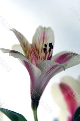 Flower at sunshine in morning