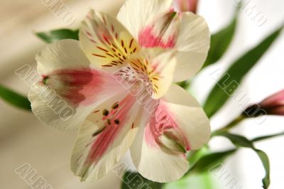 Flower at sunshine in morning