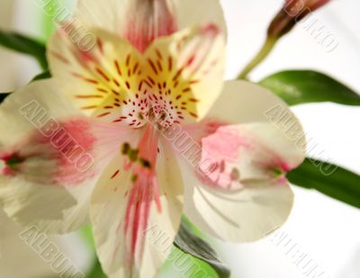 Flower at sunshine in morning
