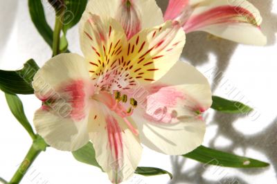 Flower at sunshine in morning