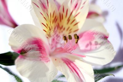 Flower at sunshine in morning