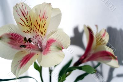 Flower at sunshine in morning