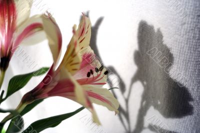 Flower at sunshine in morning