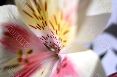 Flower at sunshine in morning