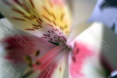 Flower at sunshine in morning