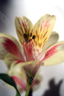 Flower at sunshine in morning