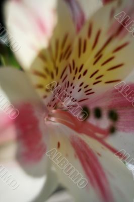 Flower at sunshine in morning