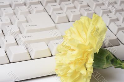 Flower near the keyboard
