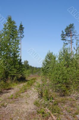 Path in pine forest
