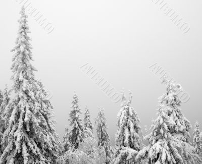Snowy Trees