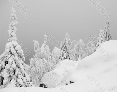 Snowy Scenery
