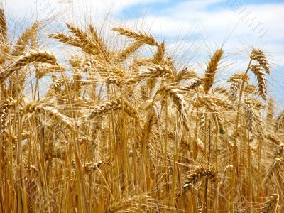 wheat