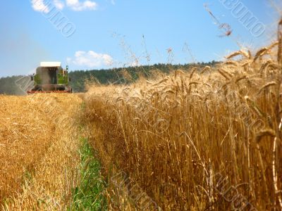 corn field